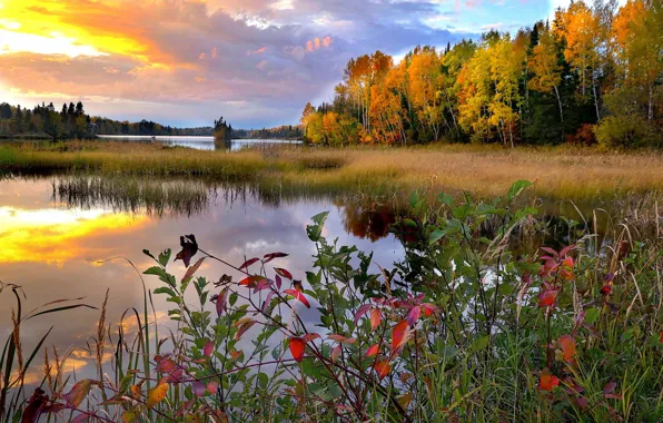 Autumn, landscape, sunset, nature, lake, Canada, grass, forest