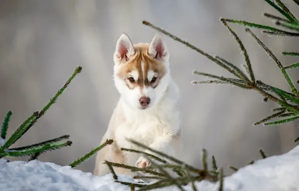 Snow, branches, dog, puppy, husky