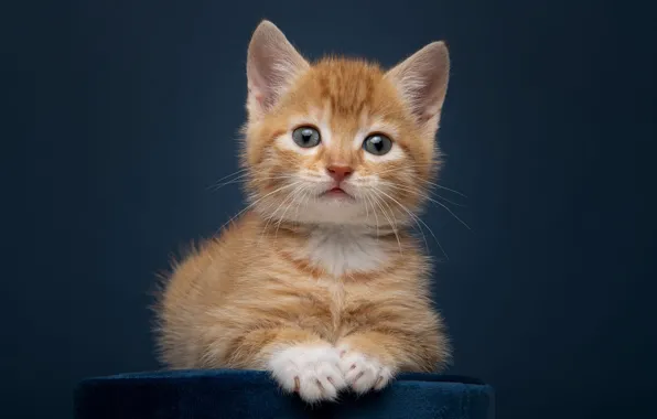 Cat, look, pose, kitty, portrait, legs, red, lies