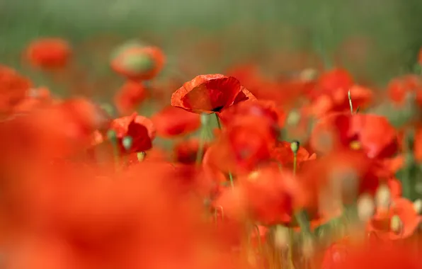 Summer, flowers, bright, Maki, blur, meadow, red, blur
