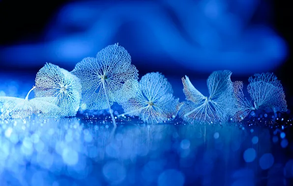 Reflection, background, leaves, veins