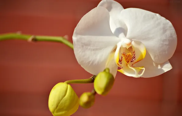 White, petals, Orchid