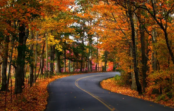 Picture road, autumn, leaves, trees, nature, photo