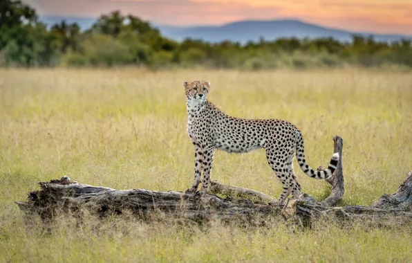 Picture field, grass, landscape, nature, Cheetah, snag, bokeh