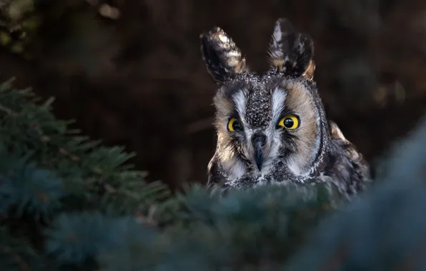 Picture forest, branches, tree, owl, long-eared owl