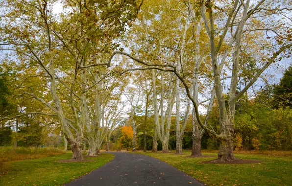 Picture autumn, trees, track, trees, Autumn, path