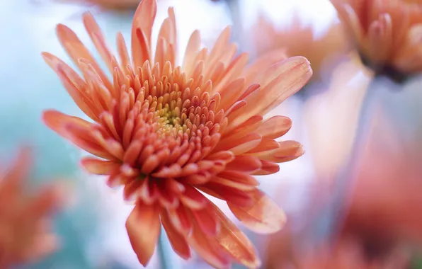 Picture macro, flowers, red, chrysanthemum