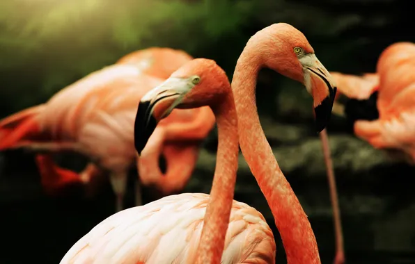 Picture birds, feathers, Flamingo