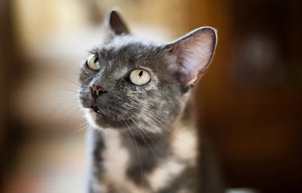 Cat, look, background