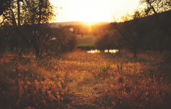 Field, grass, the sun, trees, sunset, river, hills, the bushes