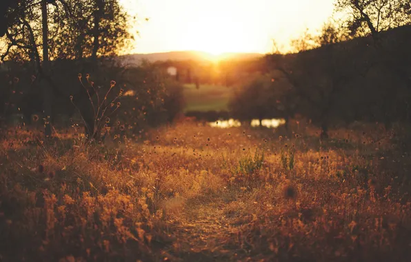 Picture field, grass, the sun, trees, sunset, river, hills, Bush