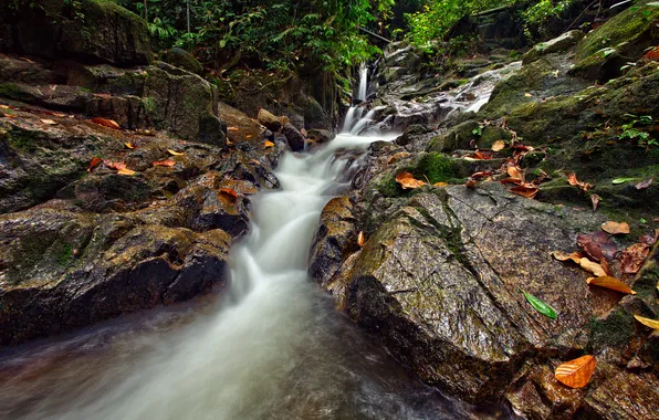 Autumn, forest, leaves, trees, stream, stones, rocks, stream