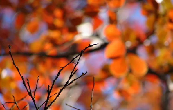 Autumn, leaves, branch