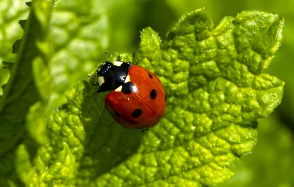 Greens, summer, sheet, ladybug, beetle