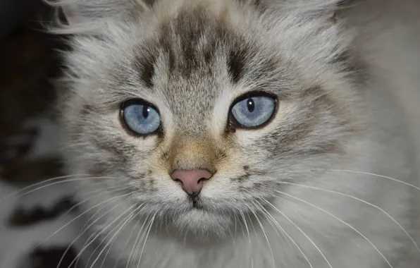 Picture blue, eyes, cat