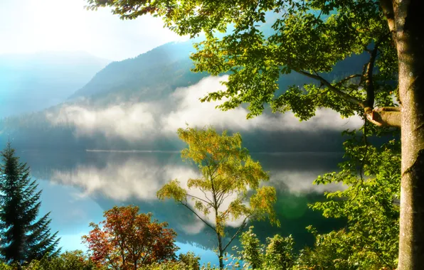 Forest, trees, mountains, fog, lake, reflection, morning