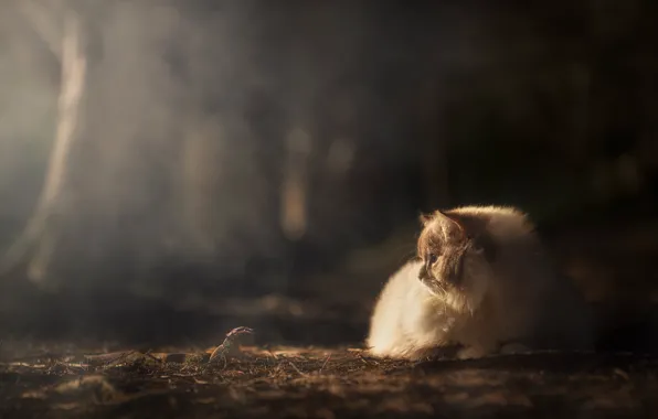Cat, cat, look, light, nature, pose, glade, beetle