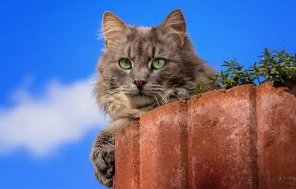 Cat, the sky, cat, look, blue, grey, flowerbed, blue background