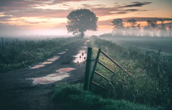 Road, field, fog, morning, puddles