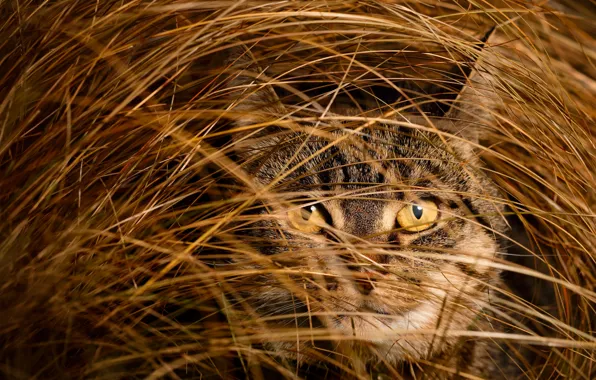 Cat, cat, look, face, grey, portrait, hay, straw