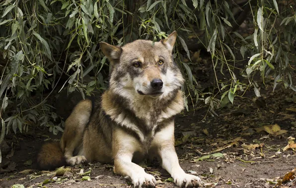 Nature, face, animal, wolf, wildlife, head, fur, mammal