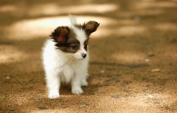 Dog, small, puppy, sun glare, on the street, lonely, Wallpaper from lolita777, stupid