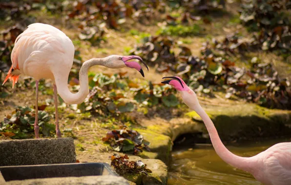 Birds, a couple, Flamingo, pink flamingos