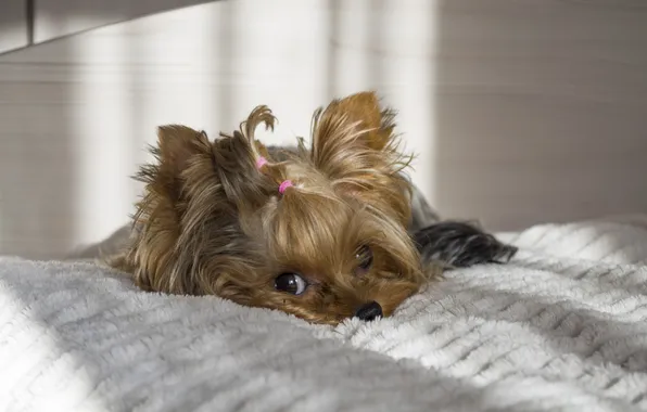 Dog, York, Yorkshire Terrier