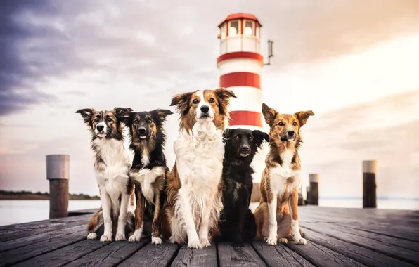 Picture dogs, Board, lighthouse, team, gang