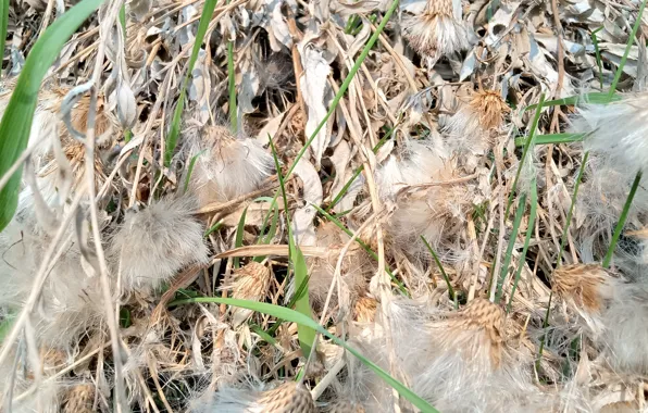 Grass, the dried flowers, mowing, naturalism