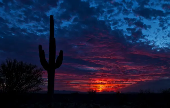 The sky, night, cactus, Arizona, Tucson