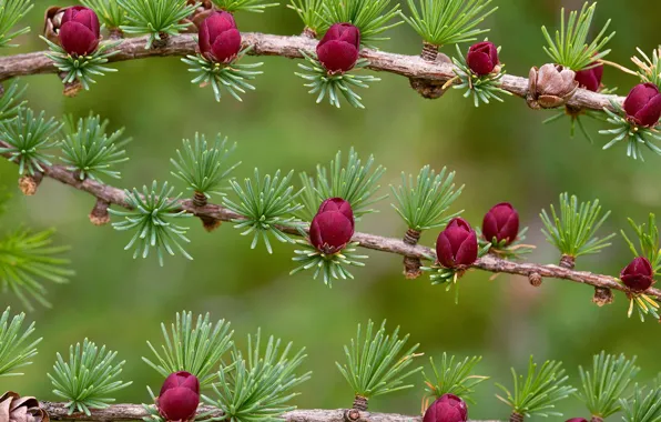 Picture branches, Canada, needles, bumps