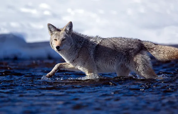 Water, the sun, nature, wolf, predator, bokeh, coyote