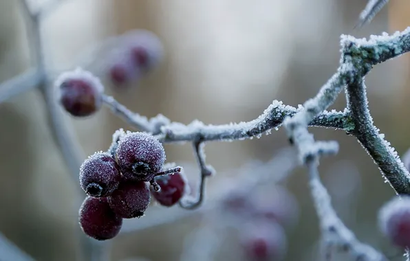 Frost, berries, red