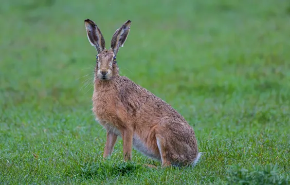 Picture grass, hare, animal