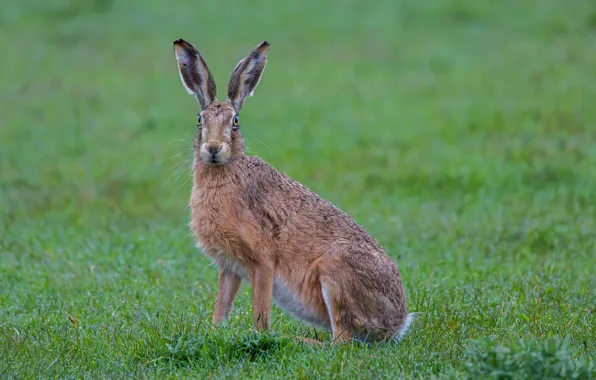 Grass, hare, animal