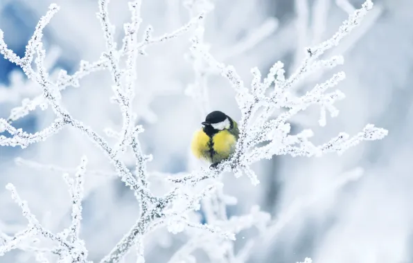 Winter, frost, branches, bird, tit