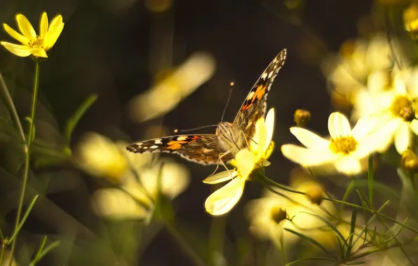 Picture flower, flowers, butterfly, wings, petals, antennae, moth, bokeh