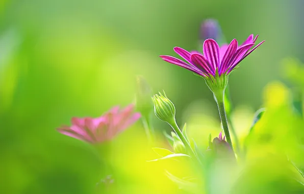 Picture Daisy, bokeh, Osteospermum