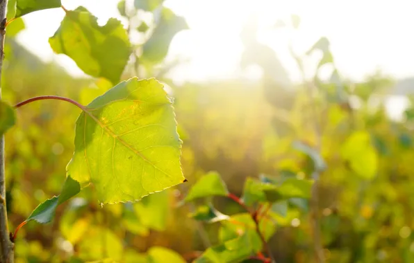 Sand, beach, grass, water, the sun, light, nature, Rosa