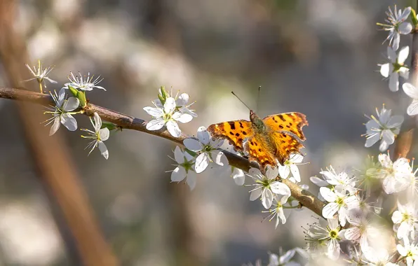Picture flowers, tree, butterfly, branch, insect