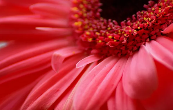 Picture flower, macro, Gerbera