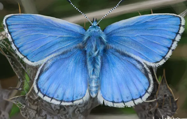 Picture art, John LaBrada, Blue Butterfly