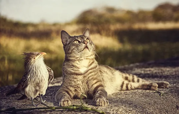 Picture cat, bird, curiosity