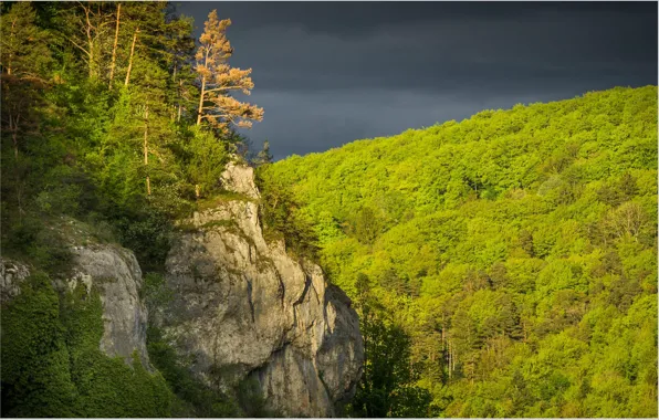 Forest, trees, clouds, rock