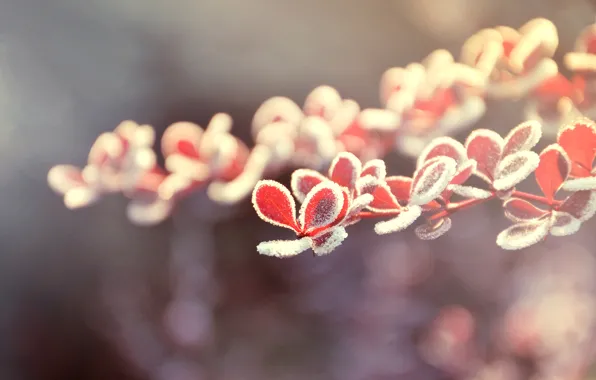 Leaves, macro, red, color, ice crystals