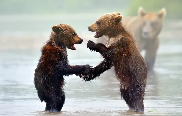 Picture nature, background, bears