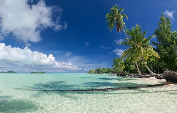 Picture sea, beach, landscape, tropics, palm trees, blue water