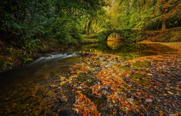 Autumn, forest, leaves, branches, bridge, river, shore, foliage