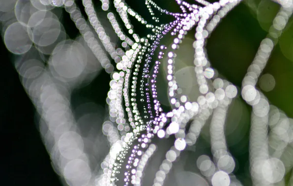 Drops, circles, focus, Web